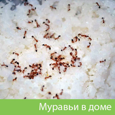 Муравьи в доме в Сургуте